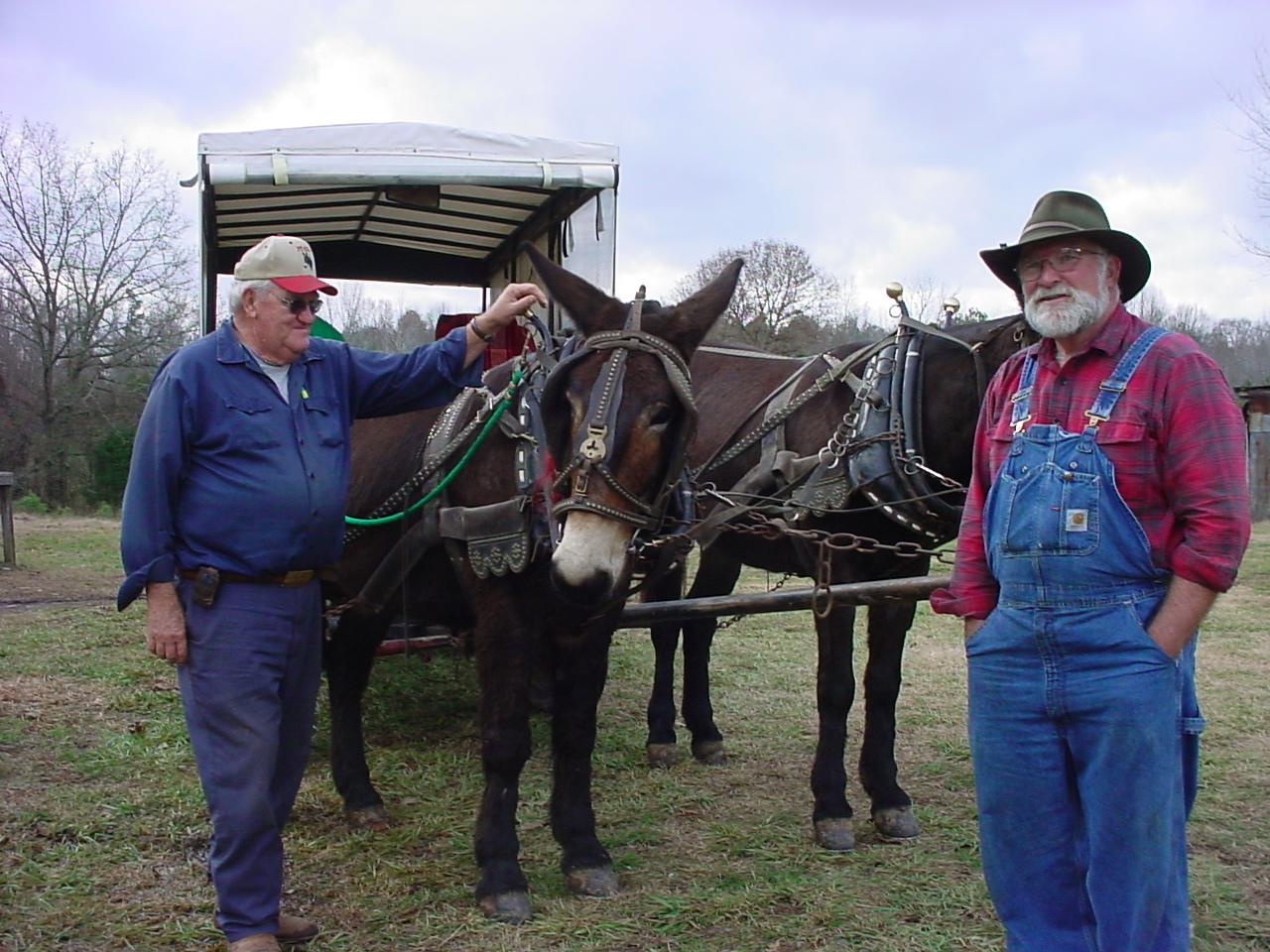Two men beside a pair of mules hitched to the farm wagon