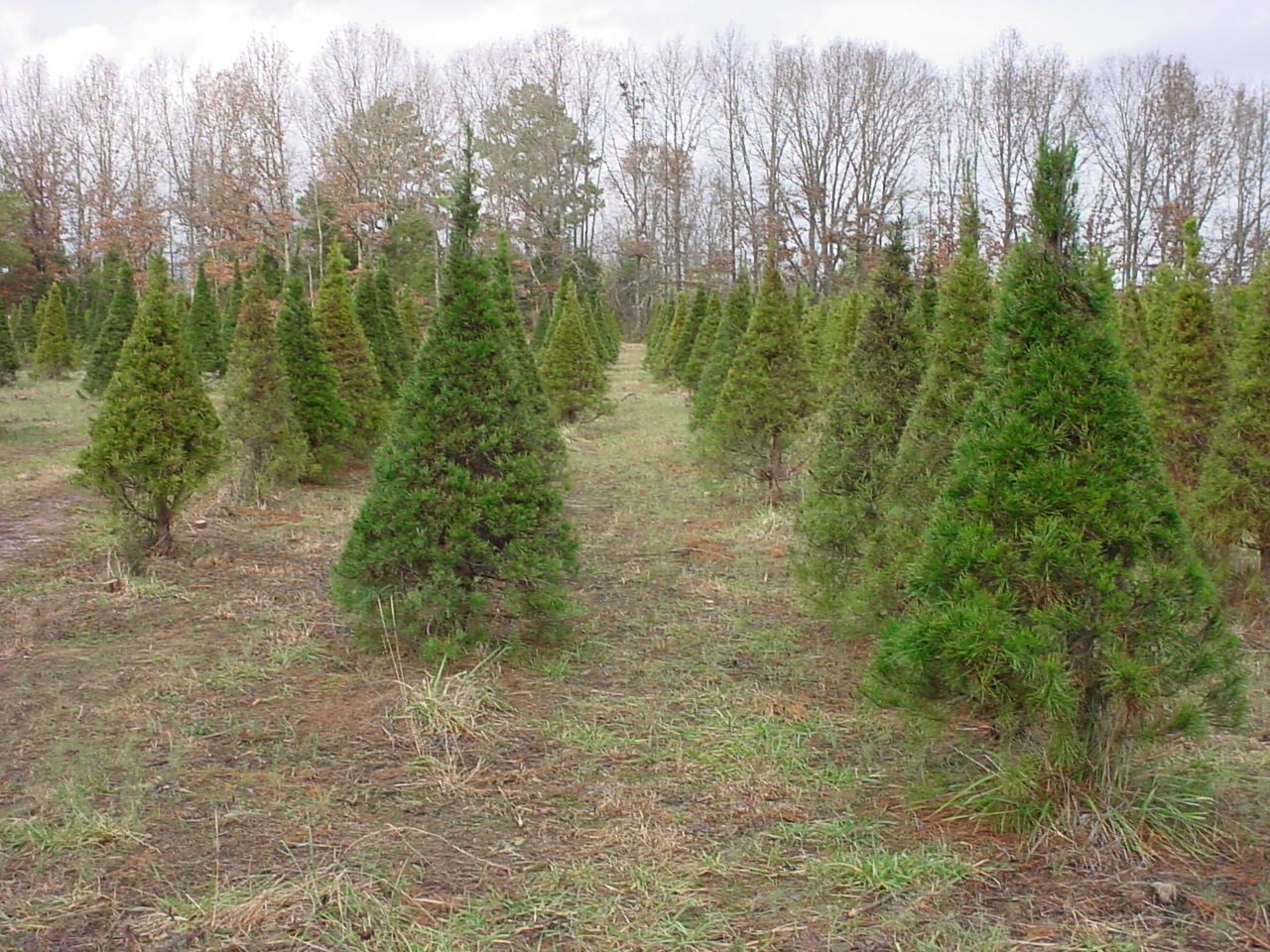 Rows of Virginia Pines