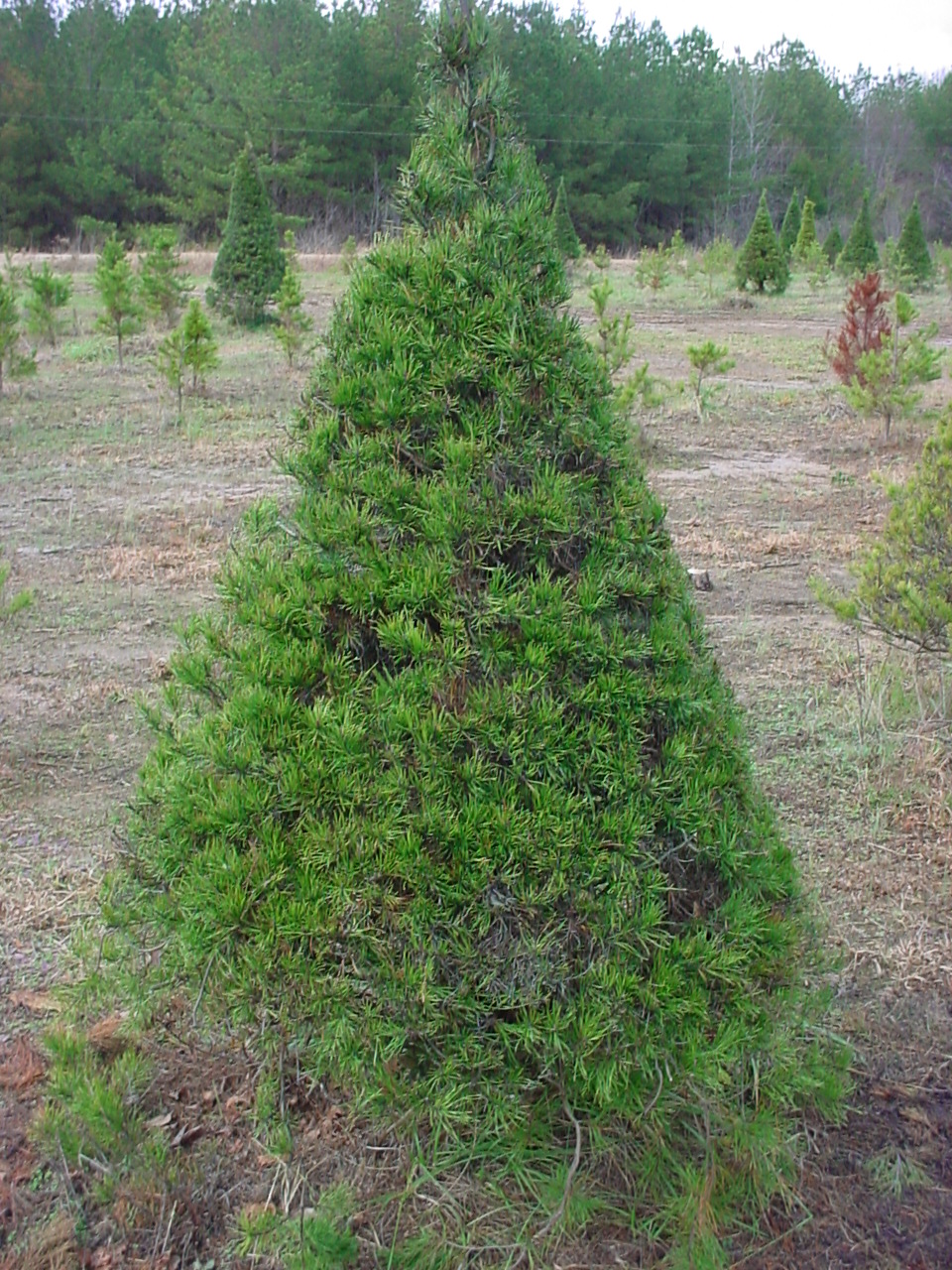 A full, cone-shaped Virginia Pine in the field