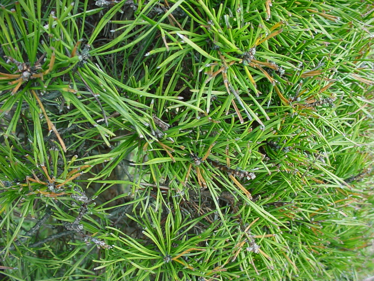 Close-up of Virginia Pine needles