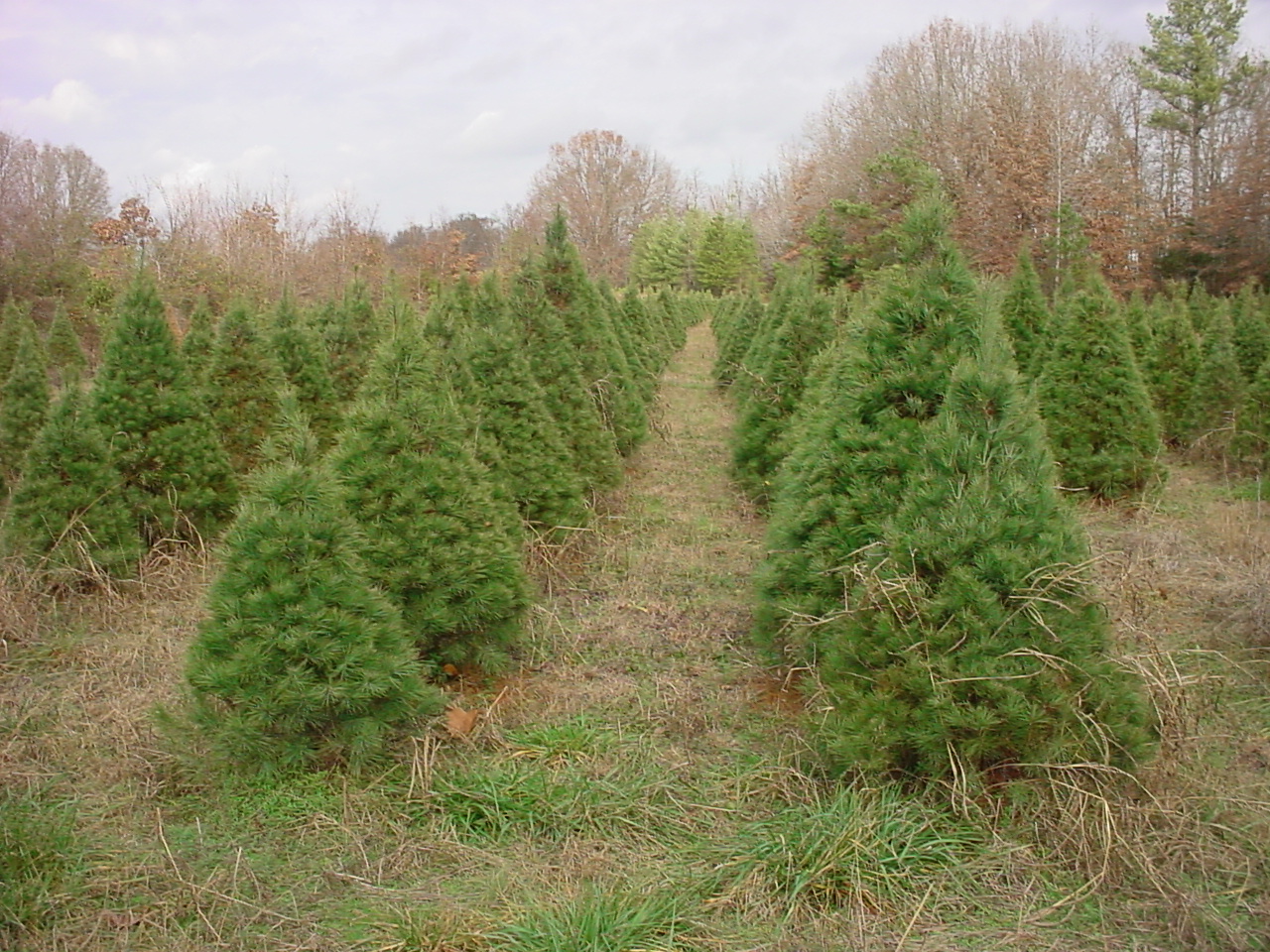 Rows of White Pines