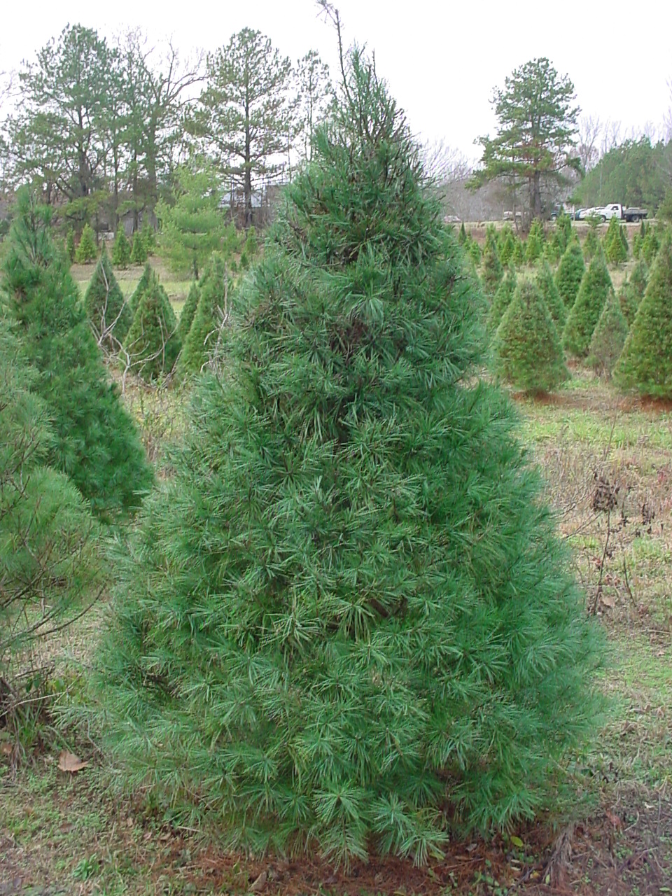 A tall, soft White Pine in the field