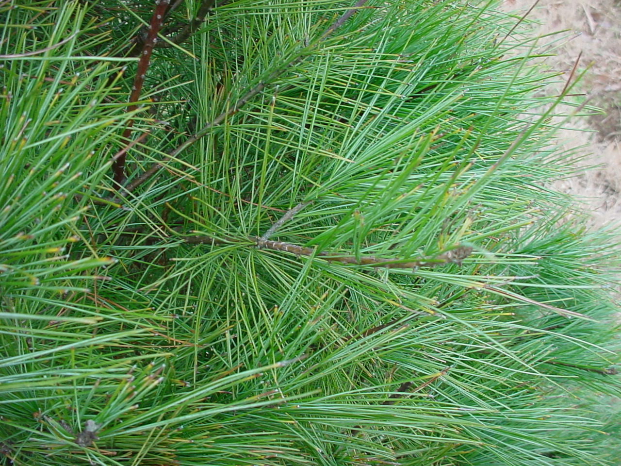 Close-up of long, blue-green White Pine needles
