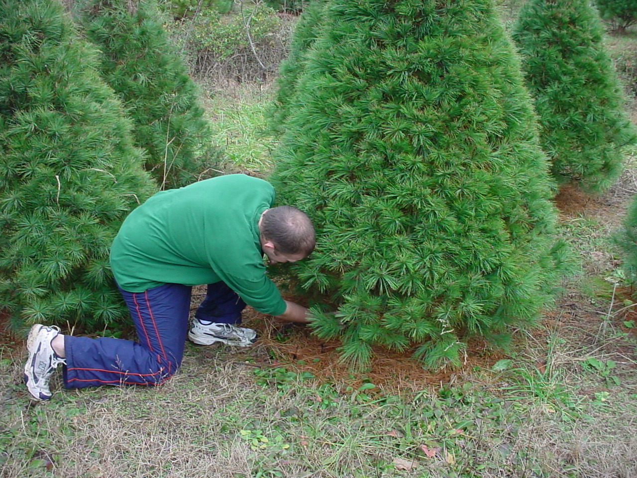 Ricky kneeling to cut down a White Pine
